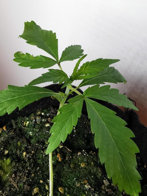 Devil XL auto / FC-E4800 / 90x60x140. Week 2