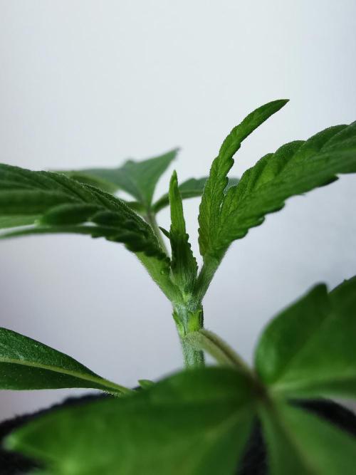 Devil XL auto / FC-E4800 / 90x60x140. Week 2