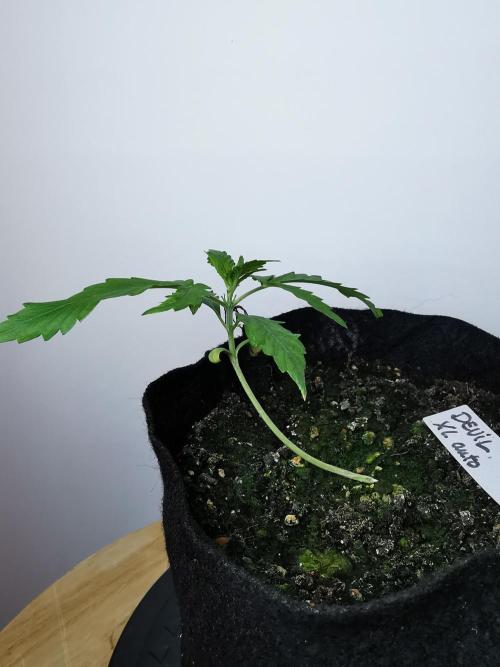 Devil XL auto / FC-E4800 / 90x60x140. Week 2