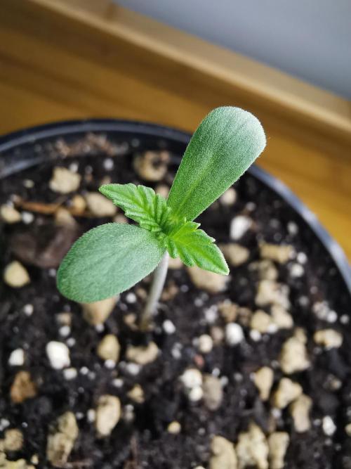 Tropical Spritzer 1 /FC-E4800 /90x60x140. Week 0