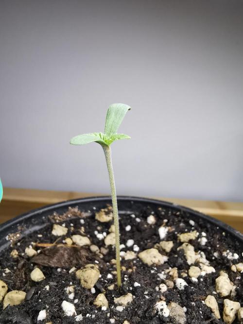 Tropical Spritzer 1 /FC-E4800 /90x60x140. Week 0