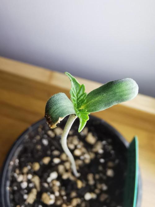 Meteor Marker 1 / FC-E4800 / 90x60x140. Week 0