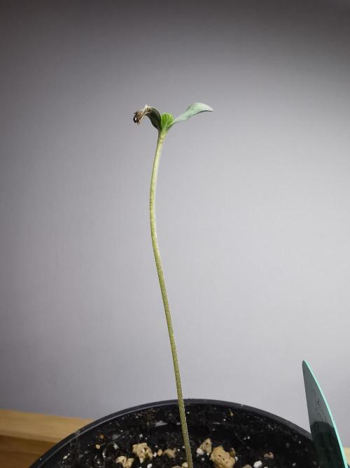 Meteor Marker 1 / FC-E4800 / 90x60x140. Week 0