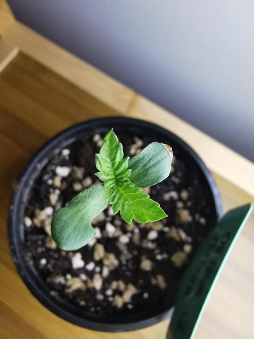 Meteor Marker 2 / FC-E4800 /90x60x140. Week 0