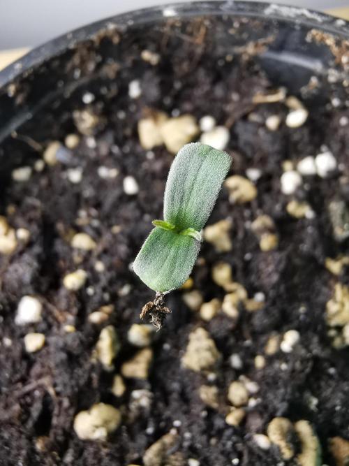 Meteor Marker 3 / FC-E4800 /90x60x140. Week 0