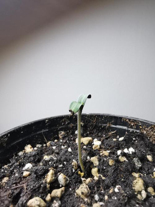 Meteor Marker 3 / FC-E4800 /90x60x140. Week 0