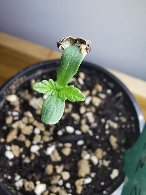 Frappe Late Z  1 / FC-E4800 / 90x60x140. Week 0