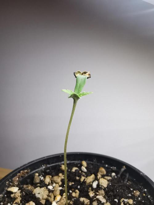 Frappe Late Z  1 / FC-E4800 / 90x60x140. Week 0