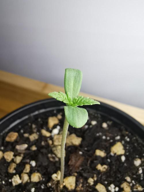 Frappe Late Z  2 / FC-E4800 / 90x60x140. Week 0