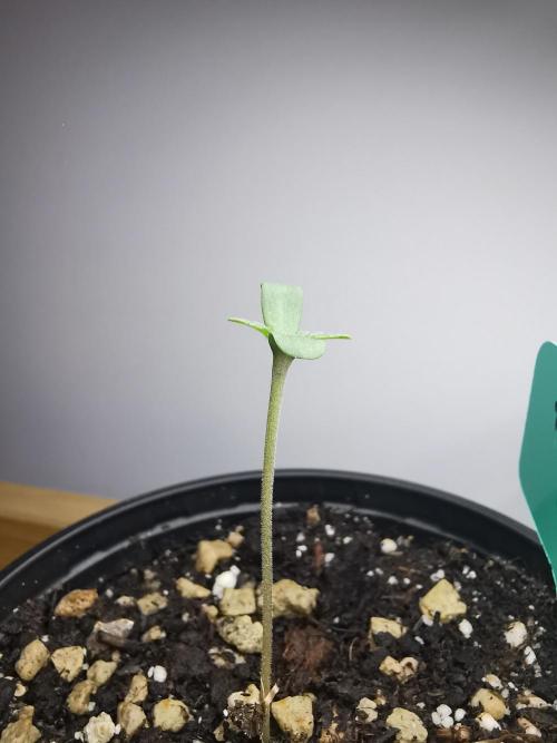 Frappe Late Z  2 / FC-E4800 / 90x60x140. Week 0