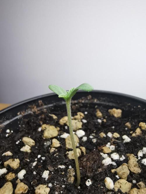 Frappe Late Z  3 / FC-E4800 /90x60x140. Week 0