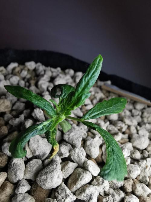 Apple Betty auto / FC-E4800 / 90x60x140. Week 3