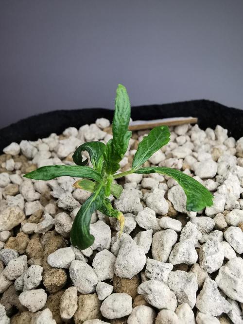 Apple Betty auto / FC-E4800 / 90x60x140. Week 3