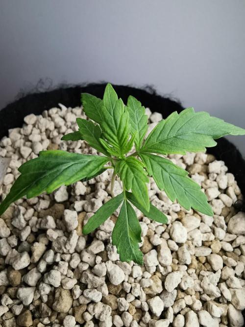 Big Demon auto / FC-E4800 / 90x60x140. Week 3