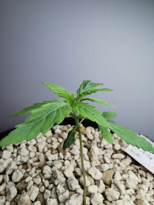 Big Demon auto / FC-E4800 / 90x60x140. Week 3