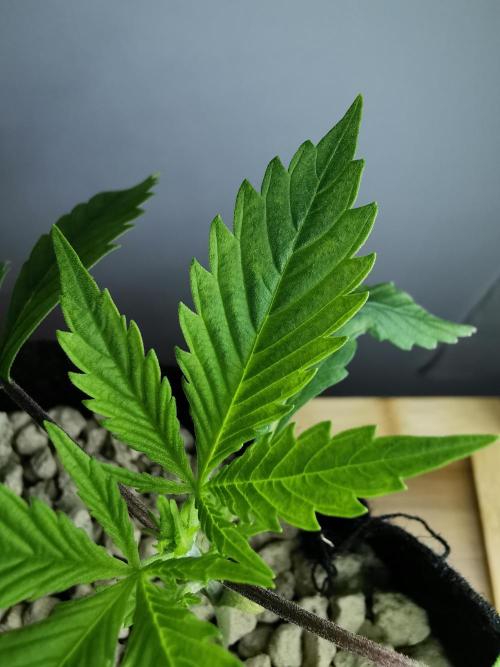 Pablo Escobar auto / FC-E4800 /90x60x140. Week 3