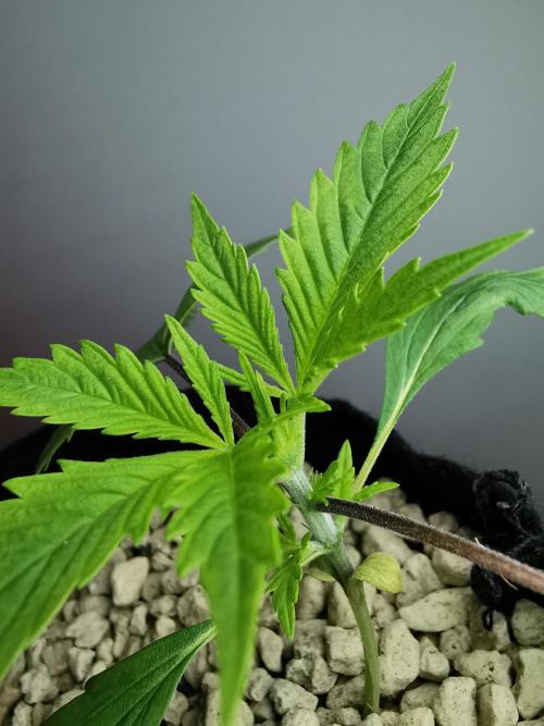 Pablo Escobar auto / FC-E4800 /90x60x140. Week 3