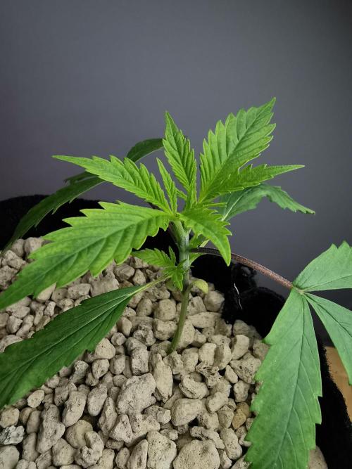 Pablo Escobar auto / FC-E4800 /90x60x140. Week 3