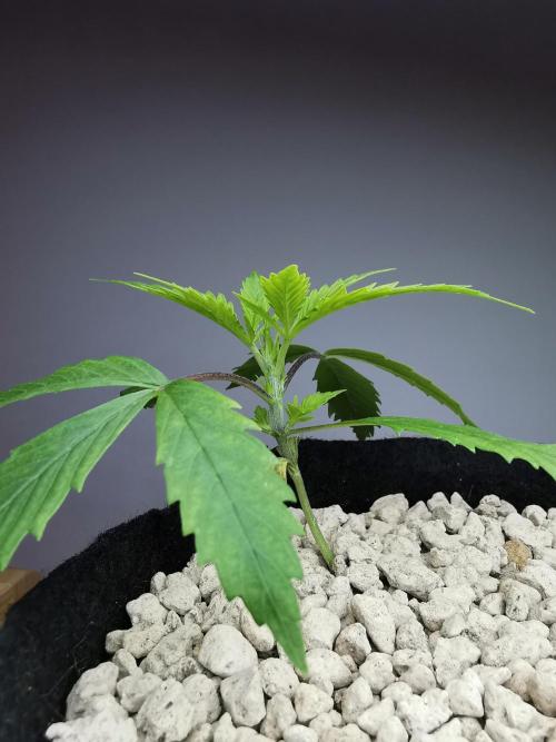 Pablo Escobar auto / FC-E4800 /90x60x140. Week 3