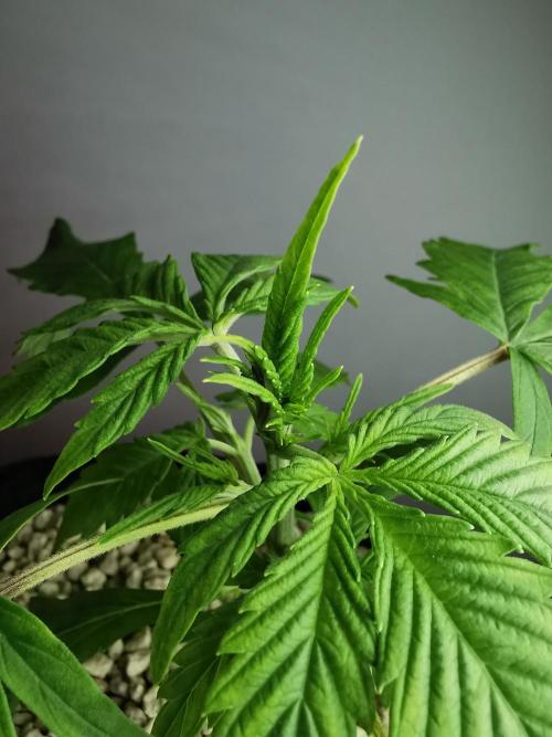 Devil XL auto / FC-E4800 / 90x60x140. Week 3