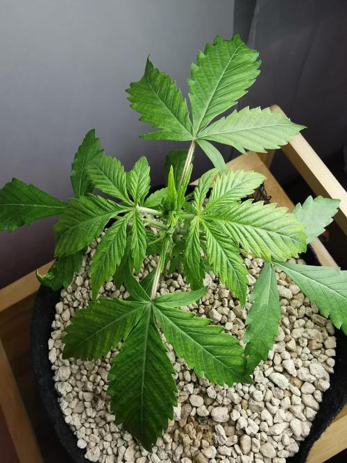 Devil XL auto / FC-E4800 / 90x60x140. Week 3