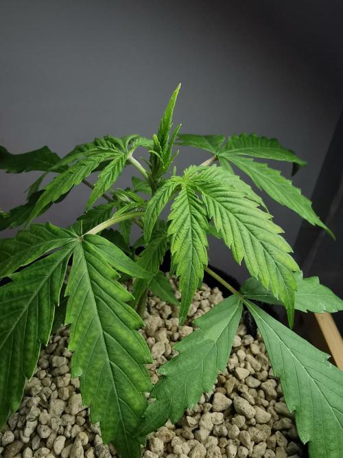 Devil XL auto / FC-E4800 / 90x60x140. Week 3