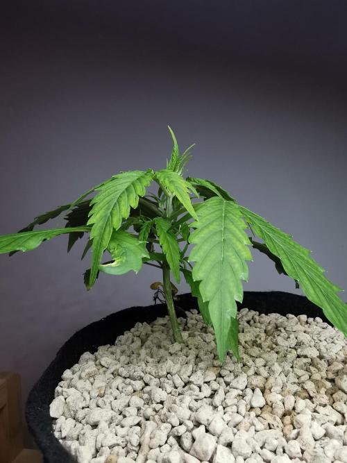 Devil XL auto / FC-E4800 / 90x60x140. Week 3