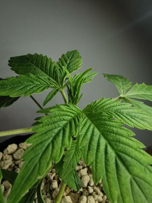 Northern Light auto/ FC-E4800/ 90x60x140. Week 3