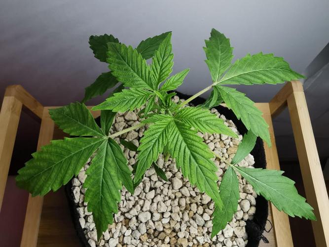 Northern Light auto/ FC-E4800/ 90x60x140. Week 3