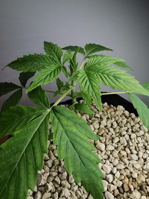 Northern Light auto/ FC-E4800/ 90x60x140. Week 3