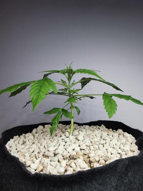 Northern Light auto/ FC-E4800/ 90x60x140. Week 3