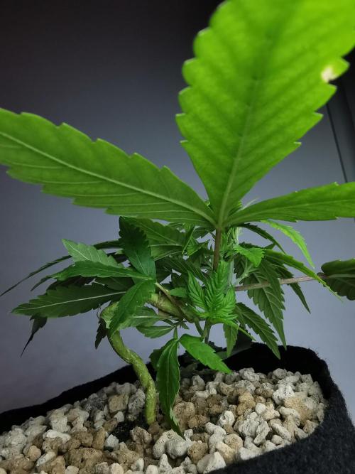 Fractal auto / FC-E4800 / 90x60x140. Week 3