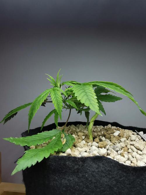 Fractal auto / FC-E4800 / 90x60x140. Week 3