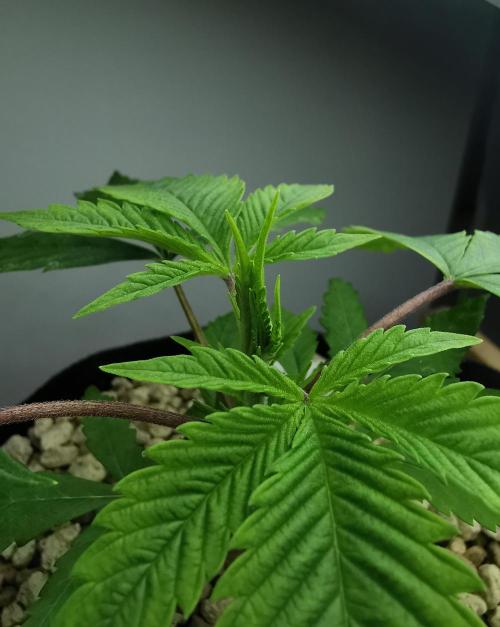 Moon Rock auto / 90x60x140 / FC-E4800. Week 3