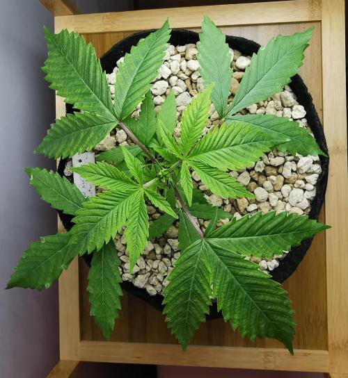 Moon Rock auto / 90x60x140 / FC-E4800. Week 3