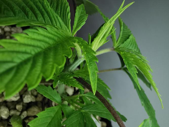 Moon Rock auto / 90x60x140 / FC-E4800. Week 3