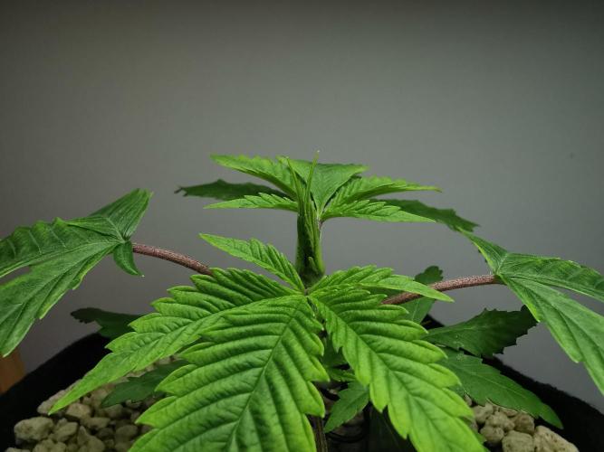 Moon Rock auto / 90x60x140 / FC-E4800. Week 3