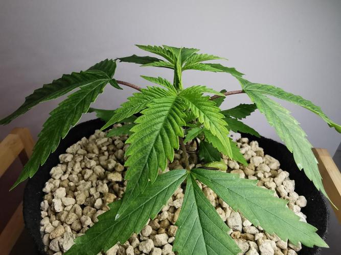 Moon Rock auto / 90x60x140 / FC-E4800. Week 3