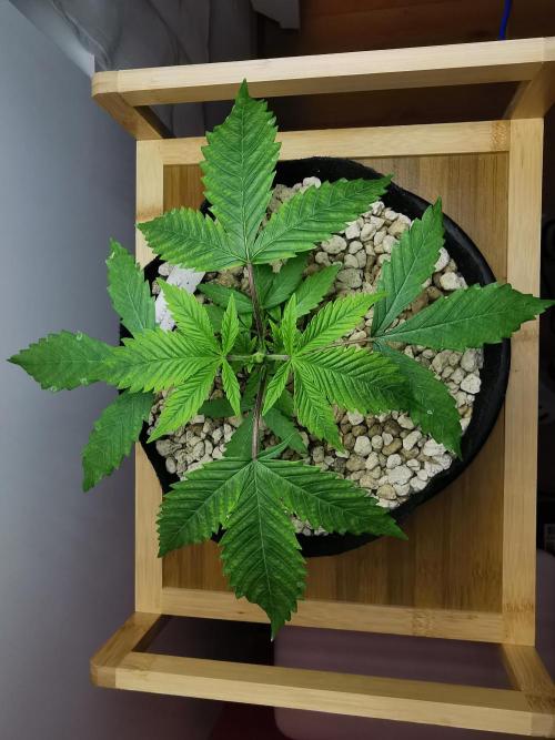 Moon Rock auto / 90x60x140 / FC-E4800. Week 3