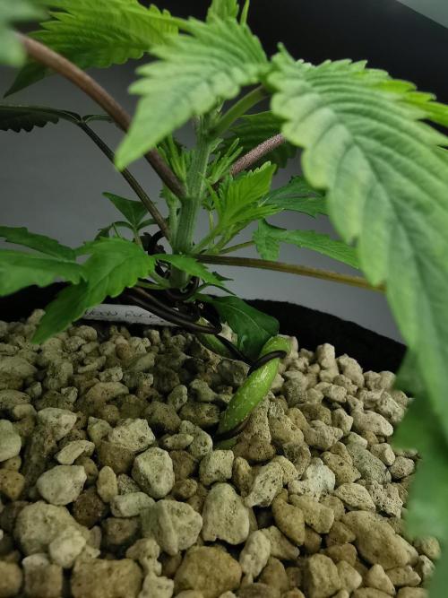 Moon Rock auto / 90x60x140 / FC-E4800. Week 3
