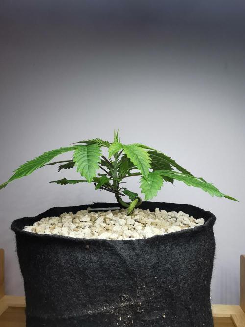 Moon Rock auto / 90x60x140 / FC-E4800. Week 3