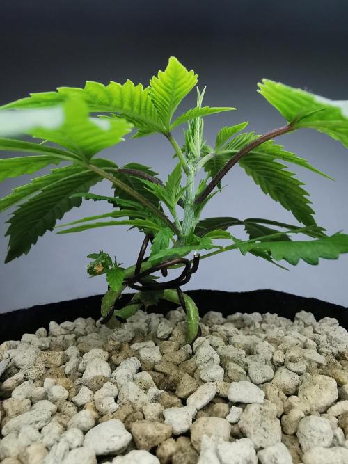 Moon Rock auto / 90x60x140 / FC-E4800. Week 3