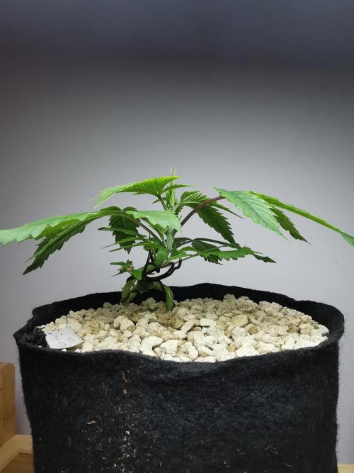 Moon Rock auto / 90x60x140 / FC-E4800. Week 3