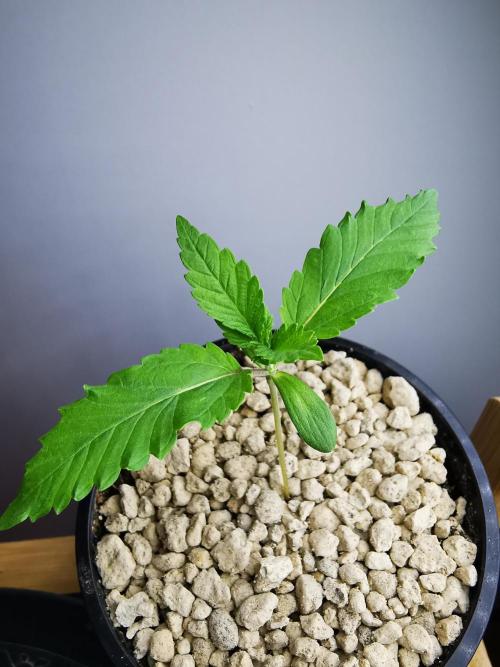 Tropical Spritzer 1 /FC-E4800 /90x60x140. Week 1