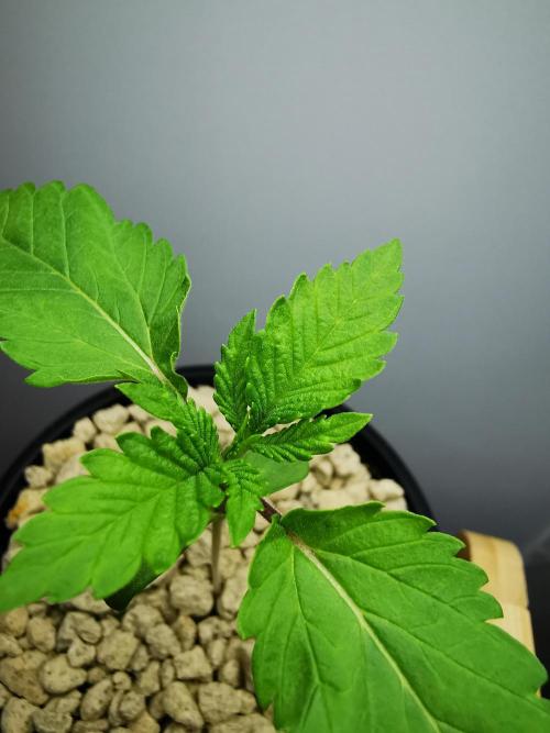 Frappe Late Z  2 / FC-E4800 / 90x60x140. Week 1