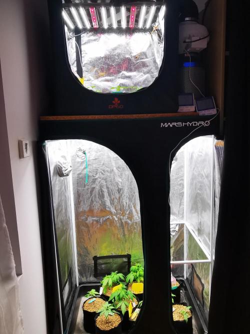 Frappe Late Z  4 / FC-E4800 / 90x60x140. Week 1
