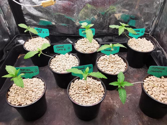 Frappe Late Z  4 / FC-E4800 / 90x60x140. Week 1