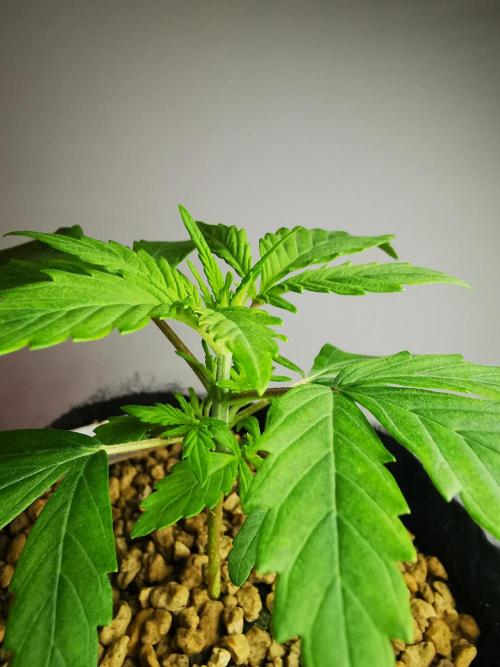 Big Demon auto / FC-E4800 / 90x60x140. Week 4