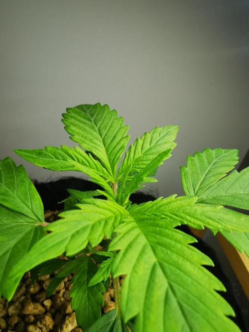 Big Demon auto / FC-E4800 / 90x60x140. Week 4