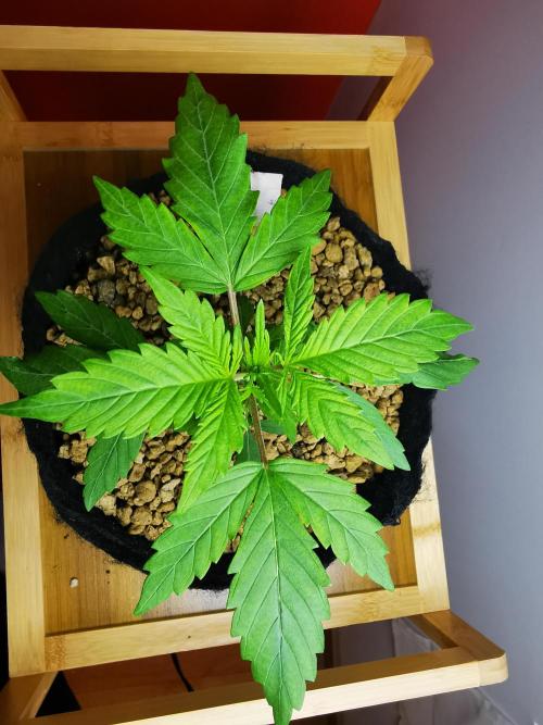 Big Demon auto / FC-E4800 / 90x60x140. Week 4